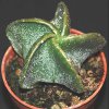 Astrophytum myriostigma v. nudum-art320